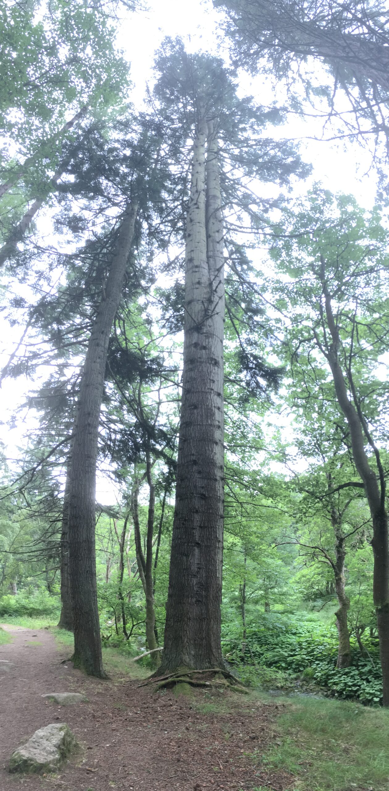 A very tall tree which forks twice